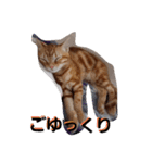 猫のリタ君スタンプ（個別スタンプ：9）