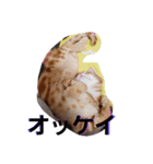 猫のリタ君スタンプ（個別スタンプ：10）