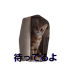 猫のリタ君スタンプ（個別スタンプ：11）