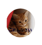 猫のリタ君スタンプ（個別スタンプ：12）