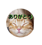 猫のリタ君スタンプ（個別スタンプ：13）
