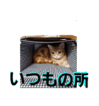 猫のリタ君スタンプ（個別スタンプ：14）