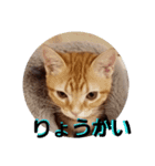 猫のリタ君スタンプ（個別スタンプ：15）