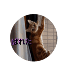 猫のリタ君スタンプ（個別スタンプ：16）