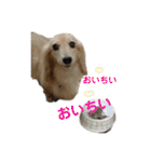 ダックス ララの1日（個別スタンプ：7）