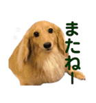 ダックス ララの1日（個別スタンプ：9）