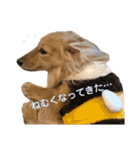 ダックス ララの1日（個別スタンプ：30）