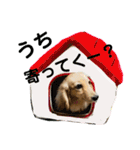 ダックス ララの1日（個別スタンプ：32）