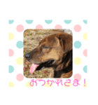 熊五郎（個別スタンプ：3）