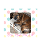 熊五郎（個別スタンプ：8）