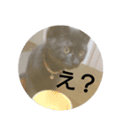 つくしすたんぷ。（個別スタンプ：15）