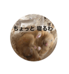 キンクマのきなこくん（個別スタンプ：11）