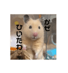 キンクマのきなこくん（個別スタンプ：13）