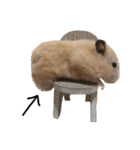 キンクマのきなこくん（個別スタンプ：15）