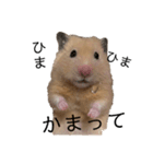 キンクマのきなこくん（個別スタンプ：16）
