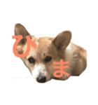 日常のあずき（個別スタンプ：3）
