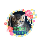 キジトラくるりのお正月バージョンスタンプ（個別スタンプ：2）