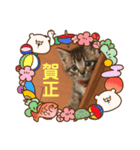 キジトラくるりのお正月バージョンスタンプ（個別スタンプ：3）