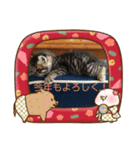 キジトラくるりのお正月バージョンスタンプ（個別スタンプ：4）