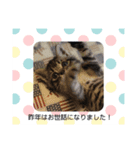 キジトラくるりのお正月バージョンスタンプ（個別スタンプ：7）