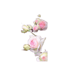 素敵なバラの写真（個別スタンプ：33）