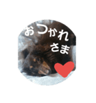 ショコラ！毎日使う？スタンプ（個別スタンプ：3）