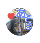 ショコラ！毎日使う？スタンプ（個別スタンプ：4）
