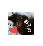 ショコラ！毎日使う？スタンプ（個別スタンプ：5）