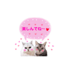 みいちゃんのねこ よく使う言葉（個別スタンプ：15）