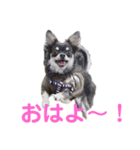 ぷぅちゃんの日常スタンプ（個別スタンプ：8）