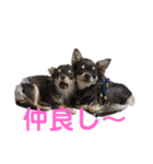 ぷぅちゃんの日常スタンプ（個別スタンプ：12）