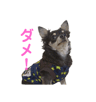 ぷぅちゃんの日常スタンプ（個別スタンプ：13）