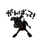 黒シュナわさび（個別スタンプ：7）