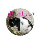 愛兎ノア♡（個別スタンプ：4）