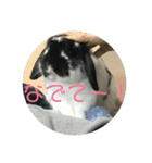 愛兎ノア♡（個別スタンプ：12）