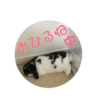 愛兎ノア♡（個別スタンプ：13）