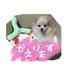 ふわまるスタンプ 1（個別スタンプ：6）