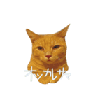 きなことおもち①（個別スタンプ：5）