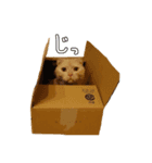 きなことおもち①（個別スタンプ：7）