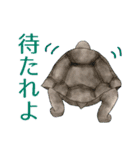 気になる生物スタンプ（個別スタンプ：27）