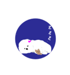 白いトイプードルのスタンプ（個別スタンプ：5）