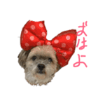 ショコタン（個別スタンプ：1）