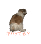 ショコタン（個別スタンプ：3）