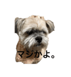 ショコタン（個別スタンプ：6）