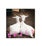 いろいろなどうぶつ（個別スタンプ：1）