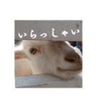 いろいろなどうぶつ（個別スタンプ：3）