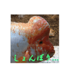 いろいろなどうぶつ（個別スタンプ：6）
