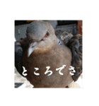 いろいろなどうぶつ（個別スタンプ：15）