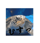 いろいろなどうぶつ（個別スタンプ：16）