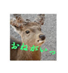 いろいろなどうぶつ（個別スタンプ：17）